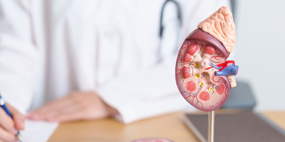 Doctor-with-Kidney_1.jpg