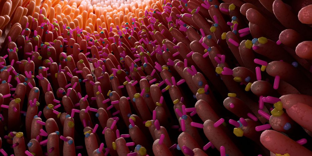 entero aporrofisi threptikon systatikon