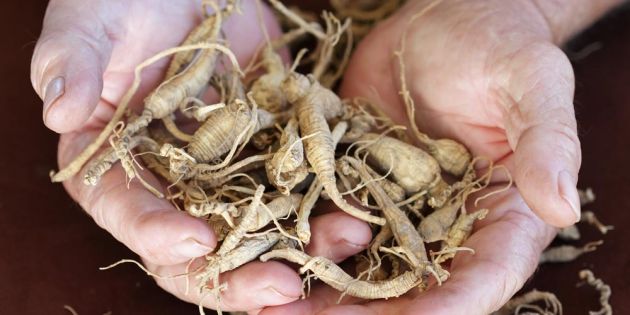 Ginseng: Μια ρίζα …φάρμακο